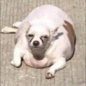 Meet your Posher, Eileen